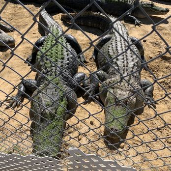 Gulf Coast Gator Ranch & Tours - Alligators waiting for gator treats - Boat Tours Near Me - Moss Point, Mississippi