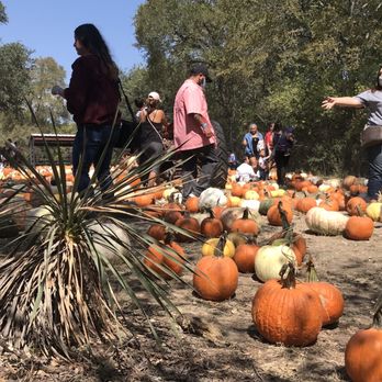 Owl Creek and Pumpkin Patch - Pumpkin Patches Near Me - San Antonio, Texas