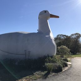 Quack quack! Quack quack!