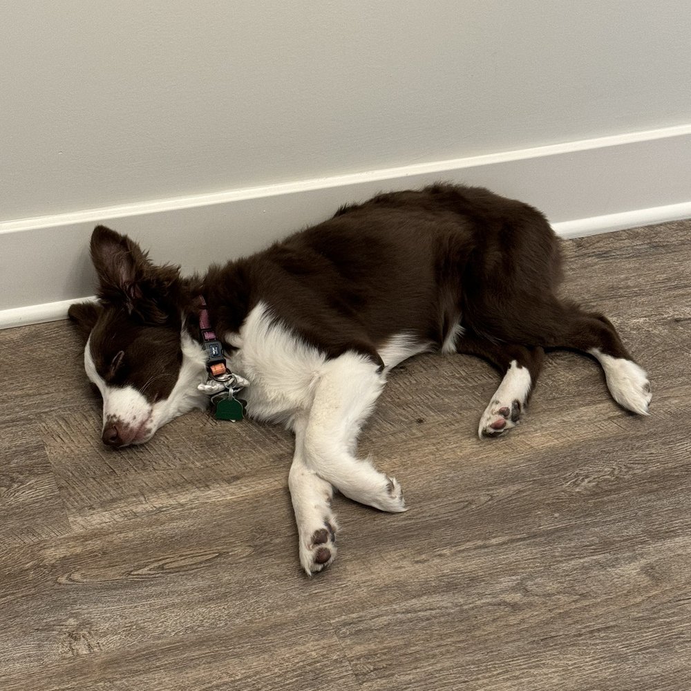 Resort4Paws - She's a tired girl after spending the day at Resort4Paws! - Pet Boarding Near Me - Clarksville, Indiana