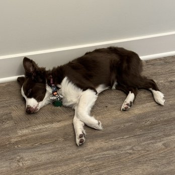 Resort4Paws - She's a tired girl after spending the day at Resort4Paws! - Pet Boarding Near Me - Clarksville, Indiana