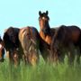 Photo of Barr-North Veterinary Services