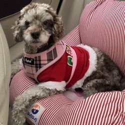 McCaw Veterinary Clinic - The Dr's and Staff at McCaw Vet Clinic were pleasant through the years, especially caring for our Maddie Moo.