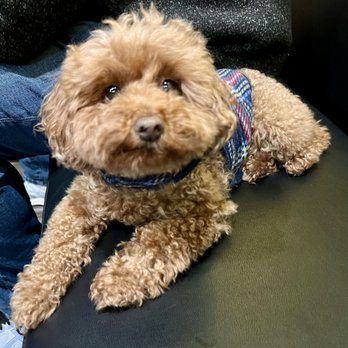 Max Karaoke Studio - Adorable puppy - Karaoke Near Me - Fountain Valley, California Max Karaoke Studio - Adorable puppy - Karaoke Near Me - Fountain Valley, California