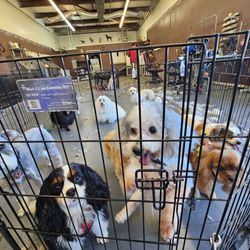 user provided Al's Lucky Dog Grooming photo