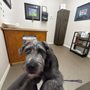 Photo of My Family Vet