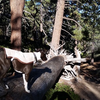 San Bernardino Peak - Switched Sammy into her sunscreen vest that I designed for her. Double layer of suncreen I bought from Lowes - Hiking Near Me San Bernardino Peak - Switched Sammy into her sunscreen vest that I designed for her. Double layer of suncreen I bought from Lowes - Hiking Near Me