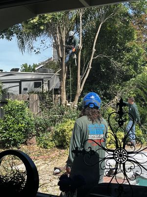 Gastelum Tree Service on Yelp