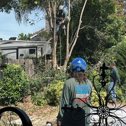 Gastelum Tree Service - Tree removal
