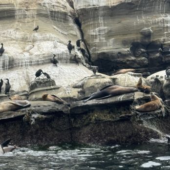 La Jolla Sea Cave Kayaks - Rafting/Kayaking Near Me - La Jolla, California