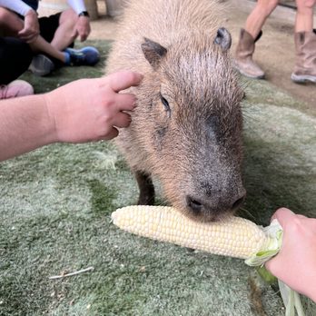 Conservation Ambassadors - Zoo to You - A capybara eating an ear of corn out of a persons hand - Zoos Near Me - Paso Robles, California Conservation Ambassadors - Zoo to You - A capybara eating an ear of corn out of a persons hand - Zoos Near Me - Paso Robles, California