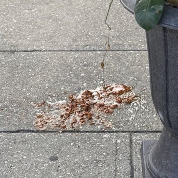 Autentico - Scraped my pasta off sidewalk gave back to us - Italian Near Me - Oyster Bay, New York Autentico - Scraped my pasta off sidewalk gave back to us - Italian Near Me - Oyster Bay, New York
