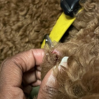 Fitdog - Large sized bump under ear near jaw - Pet Groomers Near Me - Santa Monica, California