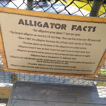 Congo River Golf - Mini Golf Near Me - Clearwater, Florida Congo River Golf - Mini Golf Near Me - Clearwater, Florida