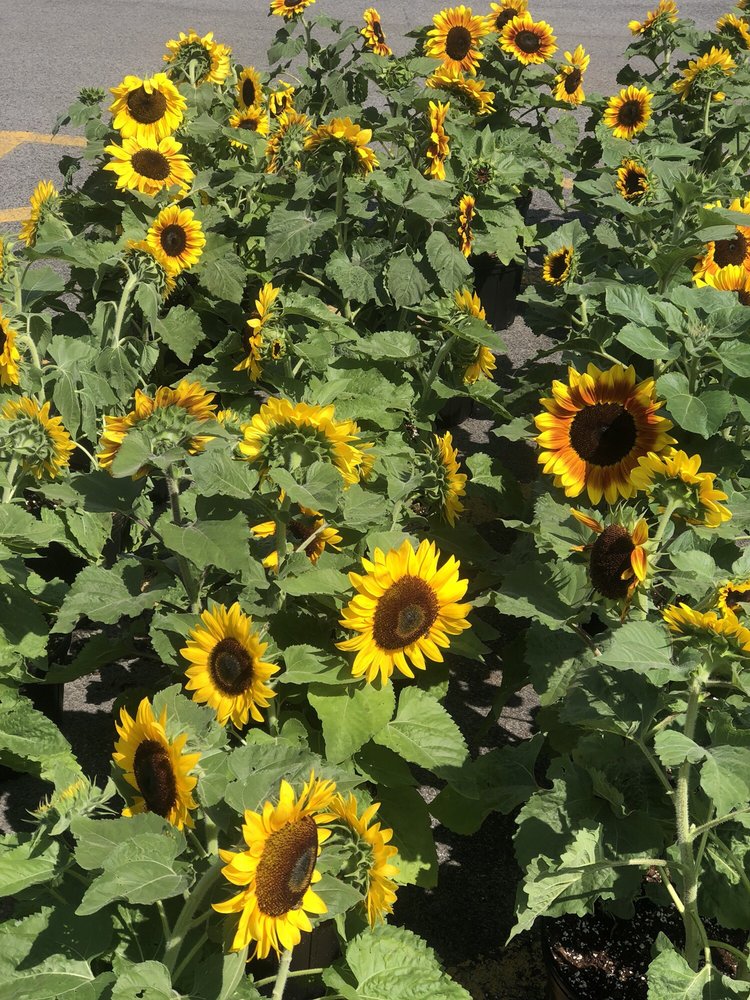 GROMOORE FARMS FARM MARKET & GARDEN CLOSED 58 Photos 2811 E