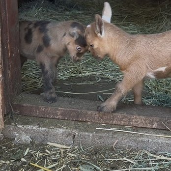 Mad Lavender Farm - Baby goats - Botanical Gardens Near Me - Milford, New Jersey Mad Lavender Farm - Baby goats - Botanical Gardens Near Me - Milford, New Jersey