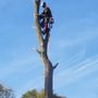 Photo of M C Riley Tree Service