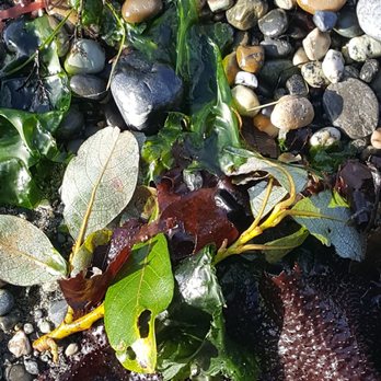 Sunset Beach - Beach 5of12 (10/22/20) - Beaches Near Me - Lummi Island, Washington Sunset Beach - Beach 5of12 (10/22/20) - Beaches Near Me - Lummi Island, Washington