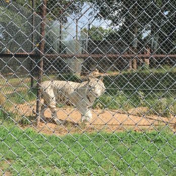 Arbuckle Wilderness - White tiger - Zoos Near Me - Davis, Oklahoma Arbuckle Wilderness - White tiger - Zoos Near Me - Davis, Oklahoma