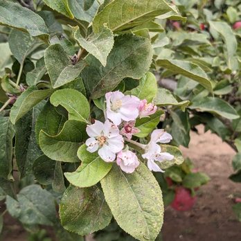 Clearview Orchards - Apple blossoms - Farmers Market Near Me - Watsonville, California