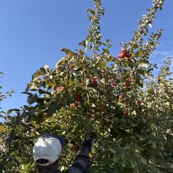 Sekapp Orchard - Apple picking