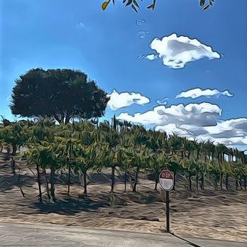 Pear Valley - That big impressive tree - Wineries Near Me - Paso Robles, California