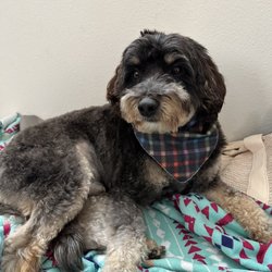 Ruff Cuts