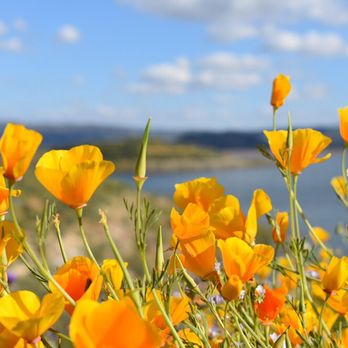Diamond Valley Lake Visitor Center - Superbloom March 2017 - Visitor Centers Near Me - Hemet, California Diamond Valley Lake Visitor Center - Superbloom March 2017 - Visitor Centers Near Me - Hemet, California