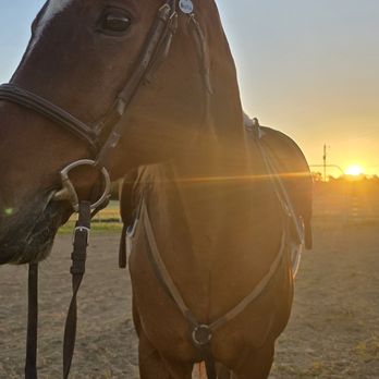 Big Horse Riding Academy - Horseback Riding Near Me - Lavaca, Arkansas Big Horse Riding Academy - Horseback Riding Near Me - Lavaca, Arkansas