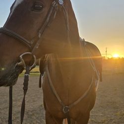 Big Horse Riding Academy