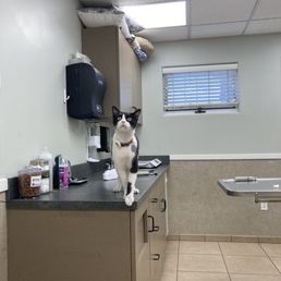 Django actually loves going to the Vet. He sees it as a new adventure. Django actually loves going to the Vet. He sees it as a new adventure.