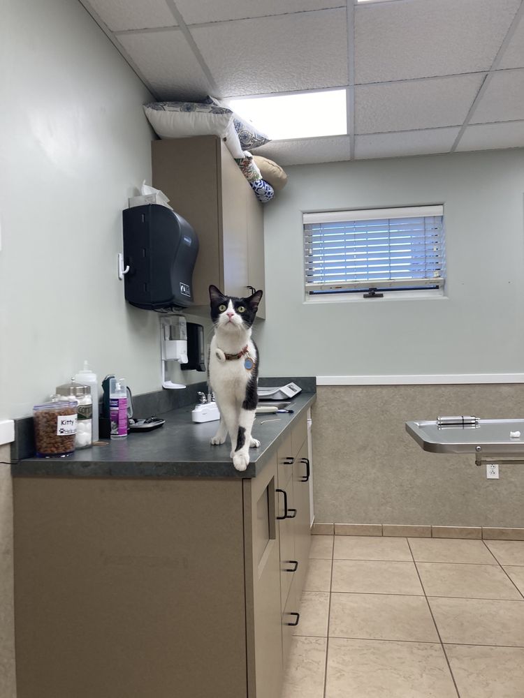 DENVER CAT HOSPITAL Updated July 2024 12 Reviews 5353 East Evans