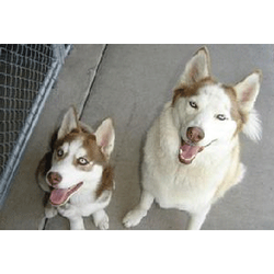 Dandy Time Boarding Kennel