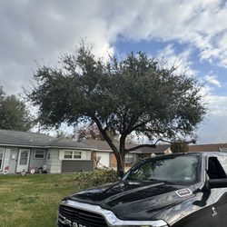 Canopy Queen Arbor Care - Oak trim