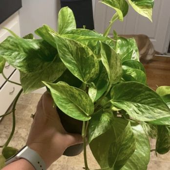 Planterday - Marble Pothos with huge leaves! - Nurseries & Gardening Near Me - Oakland, California Planterday - Marble Pothos with huge leaves! - Nurseries & Gardening Near Me - Oakland, California