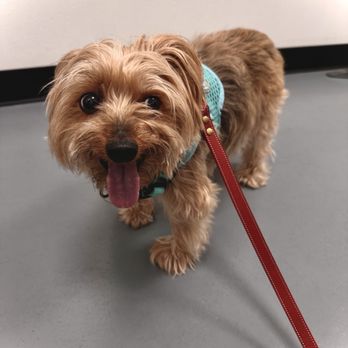 Heart + Paw - About to head home from the vet - Veterinarians Near Me - Philadelphia, Pennsylvania