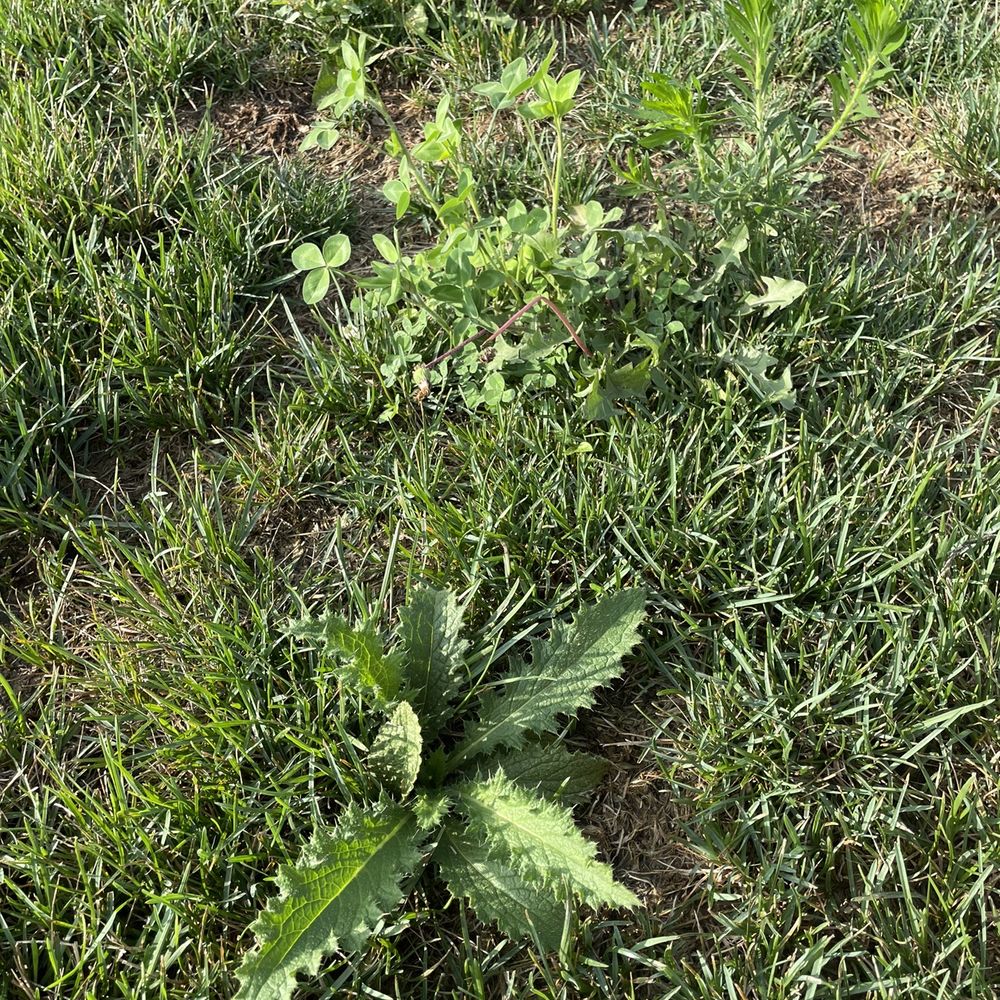 weeds growing in the grass weeds growing in the grass