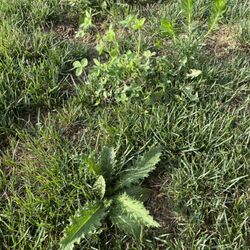Greg's Lawn & Landscaping