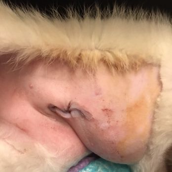 Caldwell Pet Hospital - This was her incision the night I brought her home. Her incision looks awful and she has razor burn. - Veterinarians Near Me - Visalia, California Caldwell Pet Hospital - This was her incision the night I brought her home. Her incision looks awful and she has razor burn. - Veterinarians Near Me - Visalia, California