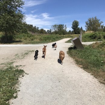 Busy Paws - Dog Walkers Near Me - Surrey, British Columbia Busy Paws - Dog Walkers Near Me - Surrey, British Columbia