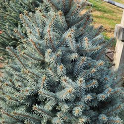 Shadycreek Nursery & Garden