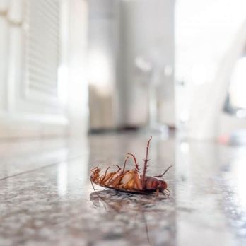 GreenLeaf Pest Control - Cockroaches Removal Toronto - Pest Control Near Me - Toronto, Ontario GreenLeaf Pest Control - Cockroaches Removal Toronto - Pest Control Near Me - Toronto, Ontario