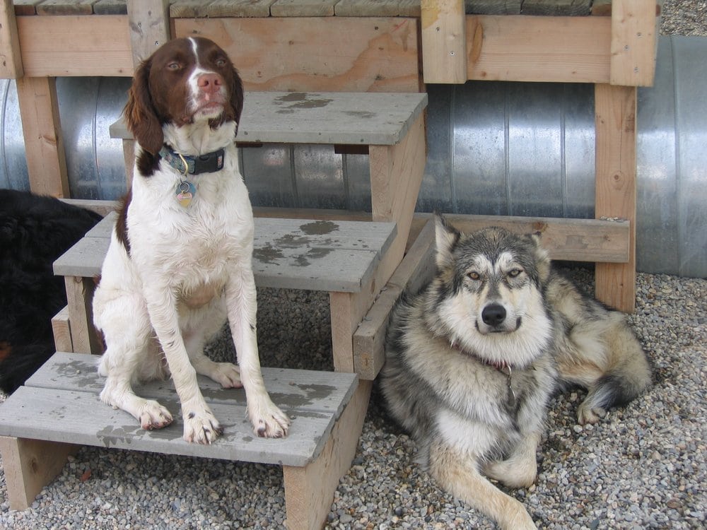 A Better Companion - pet boarding facility in Melrose, MA