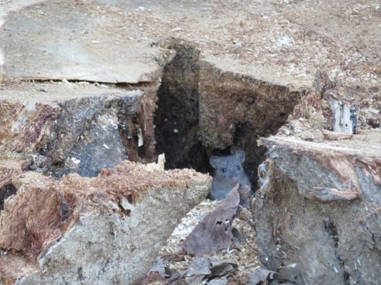 Parc Borély by null