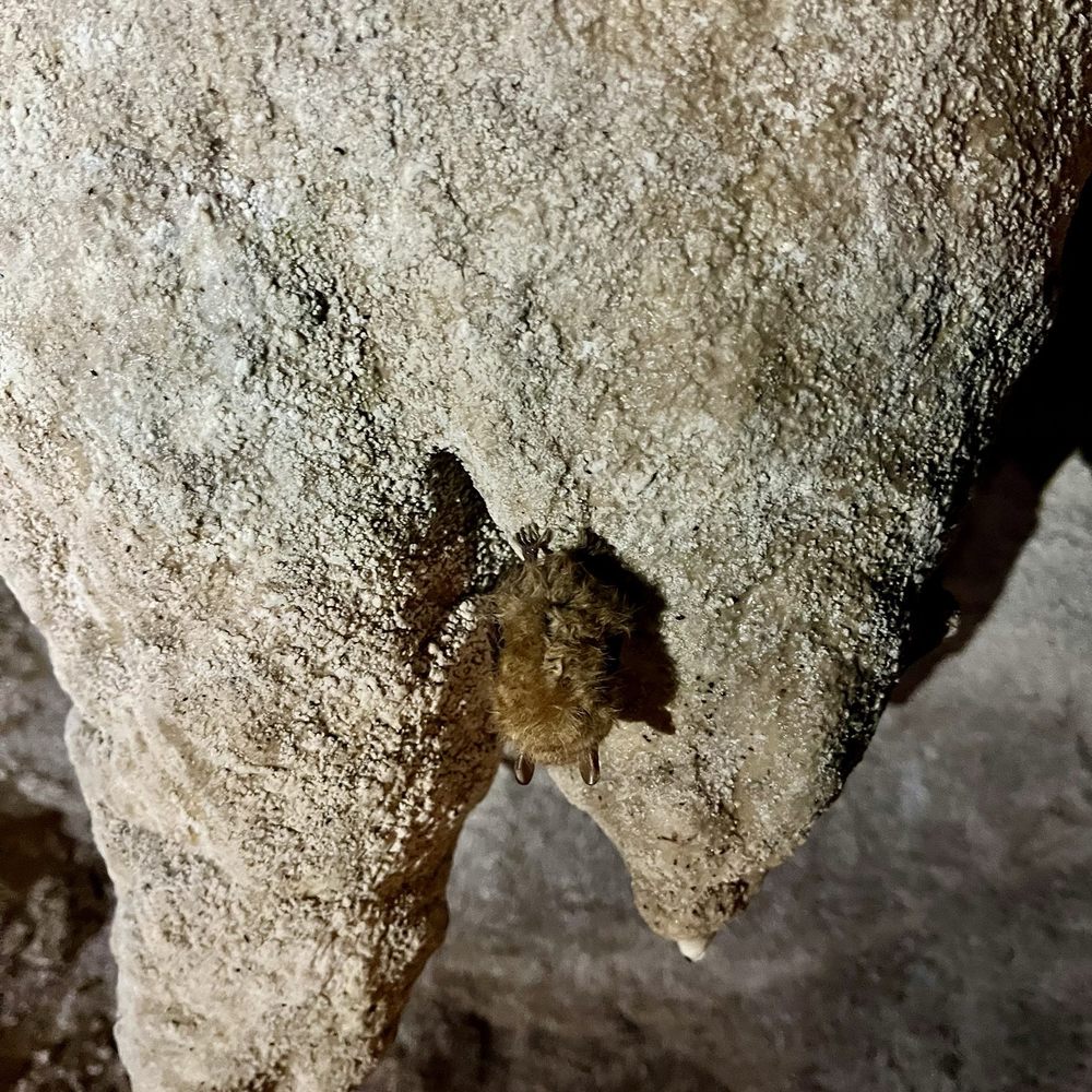 Cascade Caverns - Bat - Tours Near Me - Boerne, Texas