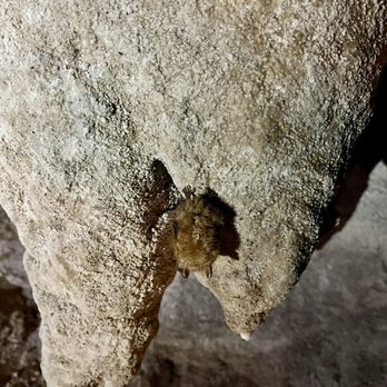 Cascade Caverns - Bat - Tours Near Me - Boerne, Texas Cascade Caverns - Bat - Tours Near Me - Boerne, Texas