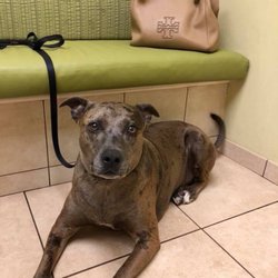 Palm City Animal Medical Center - Caesar