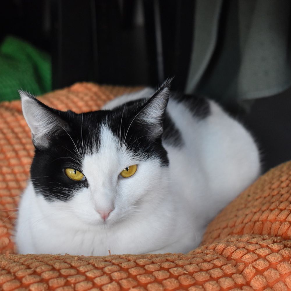 Cat Town - Animal Shelters Near Me - Oakland, California Cat Town - Animal Shelters Near Me - Oakland, California