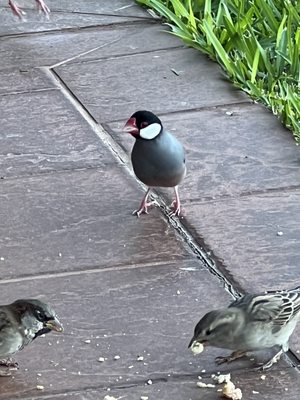 Kā‘anapali Maui at the Eldorado by null