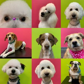 HipPups - Pet Groomers Near Me - Flower Mound, Texas